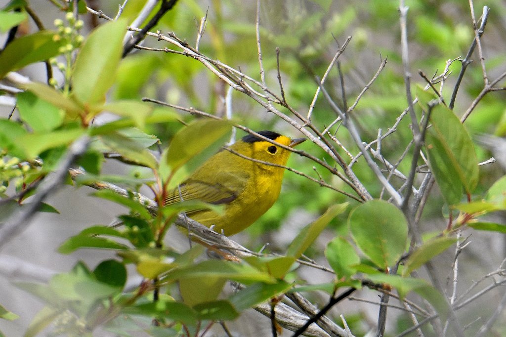 Warbler, Wilson's, 2018-05163318 Parker River NWR, MA.JPG - Wilson's Warbler. Parker River National Wildlife Refuge, MA, 5-16-2018